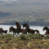 Wild Horses Monument: Columbia River in the background.  The effect of the artwork is best appreciated at a distance from up on the hill behind it.