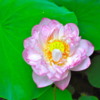 Close up of the beautiful lotus flower, a symbol of Buddhism: Xi Hu (West Lake), Hangzhou, China