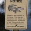 Florida Everglades Big Cypress Bend Boardwalk: Alligators are around, though they don't like people much