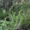 Florida Eveerglades Big Cypress Bend Boardwalk: Ferns grow in perfusion