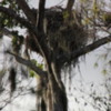 Florida Everglades Big Cypress Bend Boardwalk.  Bald Eagle Nest