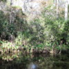 Florida Everglades Big Cypress Bend Boardwalk: Pond at the end of the boardwalk