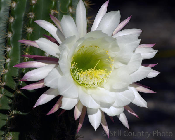 Cactus Flower 1