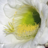 Cactus Flower 2: Easter Lily Cactus Blossom