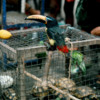 Iquitos Market.  Want a Toucan?  Parrot?  Turtle?  You're at the right market.