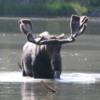 Glacier National Park -- Moose