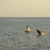 Humpback Whales breaching