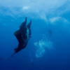 Diving with the Mantas