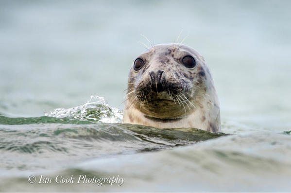 Grey seals from Lindisfarne National Nature Reserve, U.K.