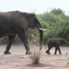 03 Elephants