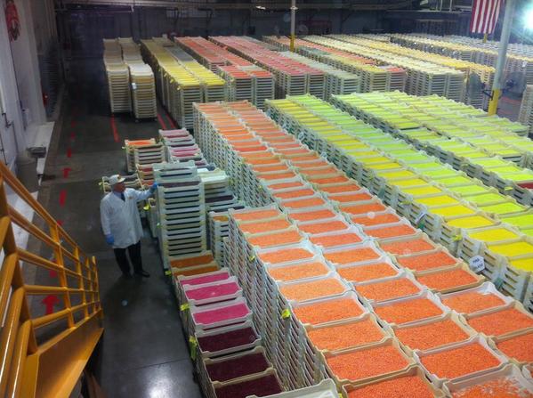 Jelly-Belly-Factory