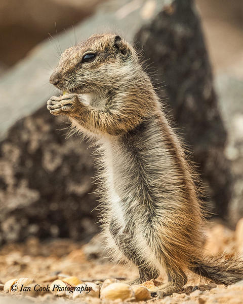 Barbary Ground Squirrels 2