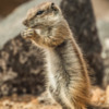Barbary Ground Squirrels 2