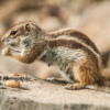 Barbary Ground Squirrels 3