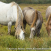 Wild Horses of Camargue, France