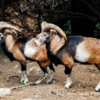 Mouflon, Cyprus