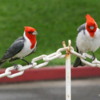 Red crested cardinals