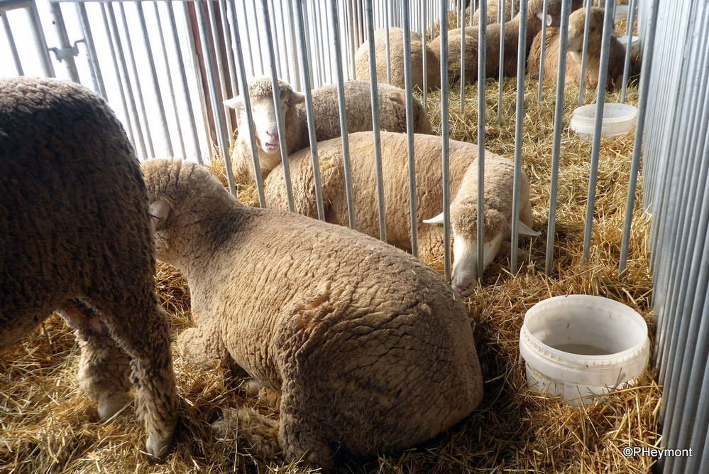 New York State Sheep and Wool Festival TravelGumbo