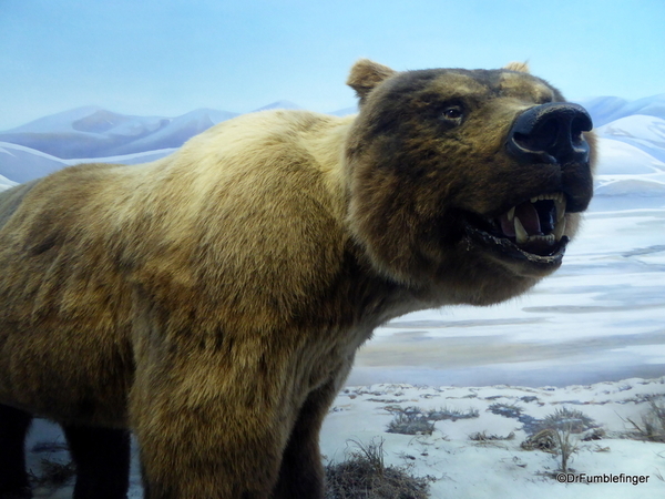 19 Yukon Beringia Center (38). Giant Short-faced bear