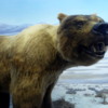 Yukon Beringia Interpretive Centre.  Giant Short-faced bear