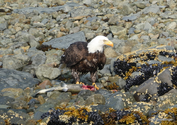 Oct. 13, 2019: Bald Eagle and Salmon, Katmai National Park, Alaska ...