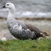 Magellan goose, male, Tierra del Fuego National Park