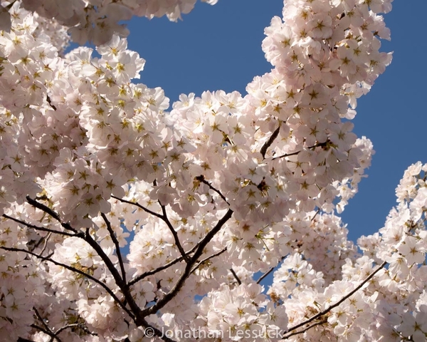Cherry Blossoms in Washington, DC | TravelGumbo