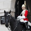 00 Whitehall Horse Guard