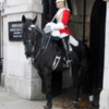 02 Whitehall Horse Guard