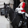 03 Whitehall Horse Guard