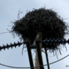 Osprey nest, Idaho
