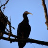 16 Turtle Bay Resort canal safari.  Black Ibis