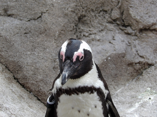 Penguin Closeup