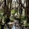 Western Australia 9-1997.  084 Yanchep National Park.  Billabong