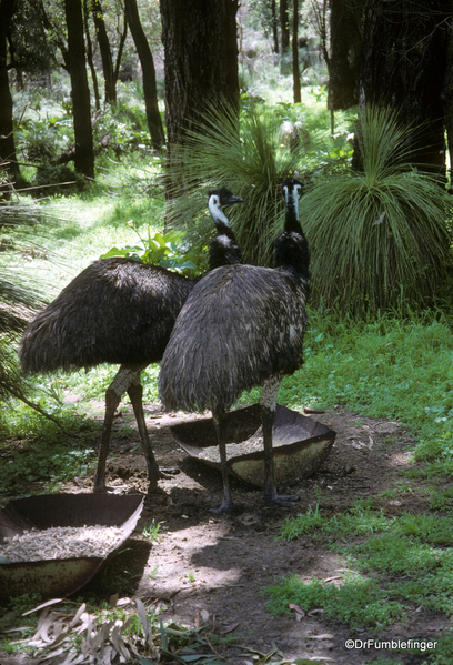 Western Australia 9-1997. 092 Yanchep National Park. Emus