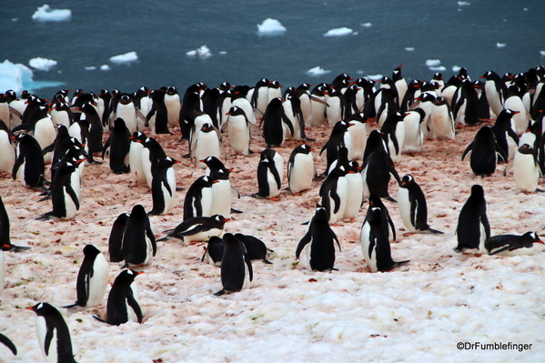 12 Danco Island Penguins