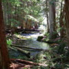 15 Ross Creek Cedars