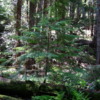 19 Ross Creek Cedars