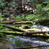 20 Ross Creek Cedars