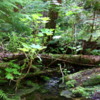 21 Ross Creek Cedars