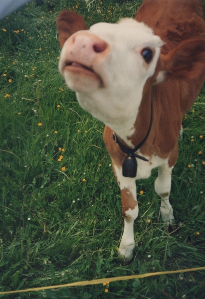 Curious Calf