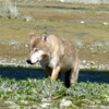 Gray Wolf, Katmai National Park, Alaska