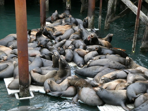 Sea Lion Docks, Newport, Oregon | TravelGumbo