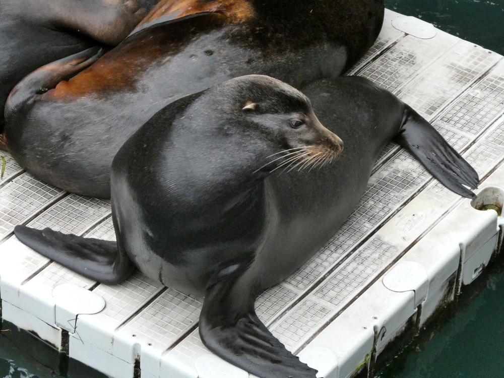 Sea Lion Docks, Newport, Oregon | TravelGumbo