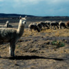 Alpaca herd