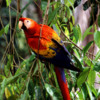 Scarlet Macaw, Peru