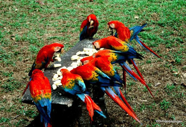 Scarlet Macaws, Peru