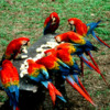 Scarlet Macaws, Peru