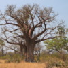 Baobob Tree Botswana 1