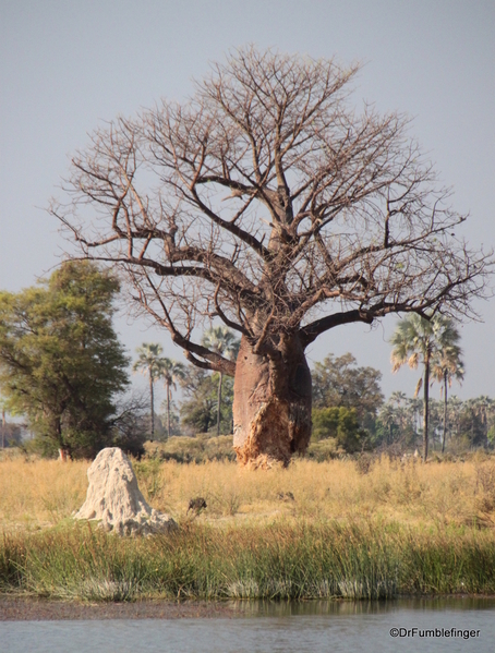 Baobob Tree Botswana 2